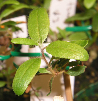 tomentosum x leucaspis