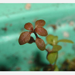 25 weeks old tomentosum x minus (Hachmann) seed plant