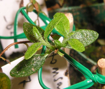 tomentosum x saluenense