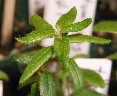 tomentosum x leucaspis