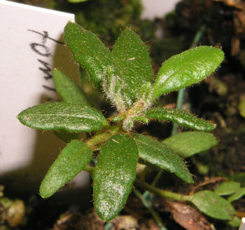 tomentosum x yunnanense