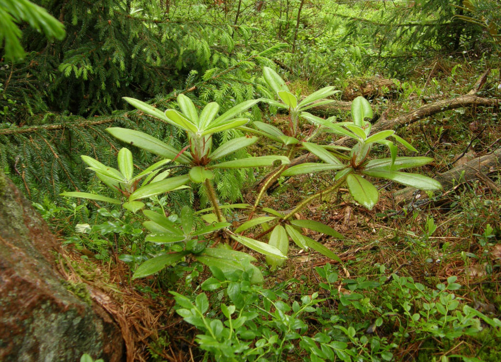 P6120001_monosematum_x_strigillosum.jpg -  R. monosematum   x  strigillosum  ( H: Kaarel Voitk)