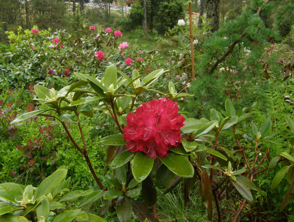 P6129926_Skookum.jpg - 'Skookum'