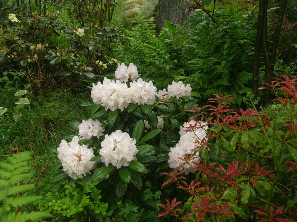 P6129927_Ingrid_Mehlquist.jpg - 'Ingrid Mehlquist',  Pieris japonica  'Red Mill'