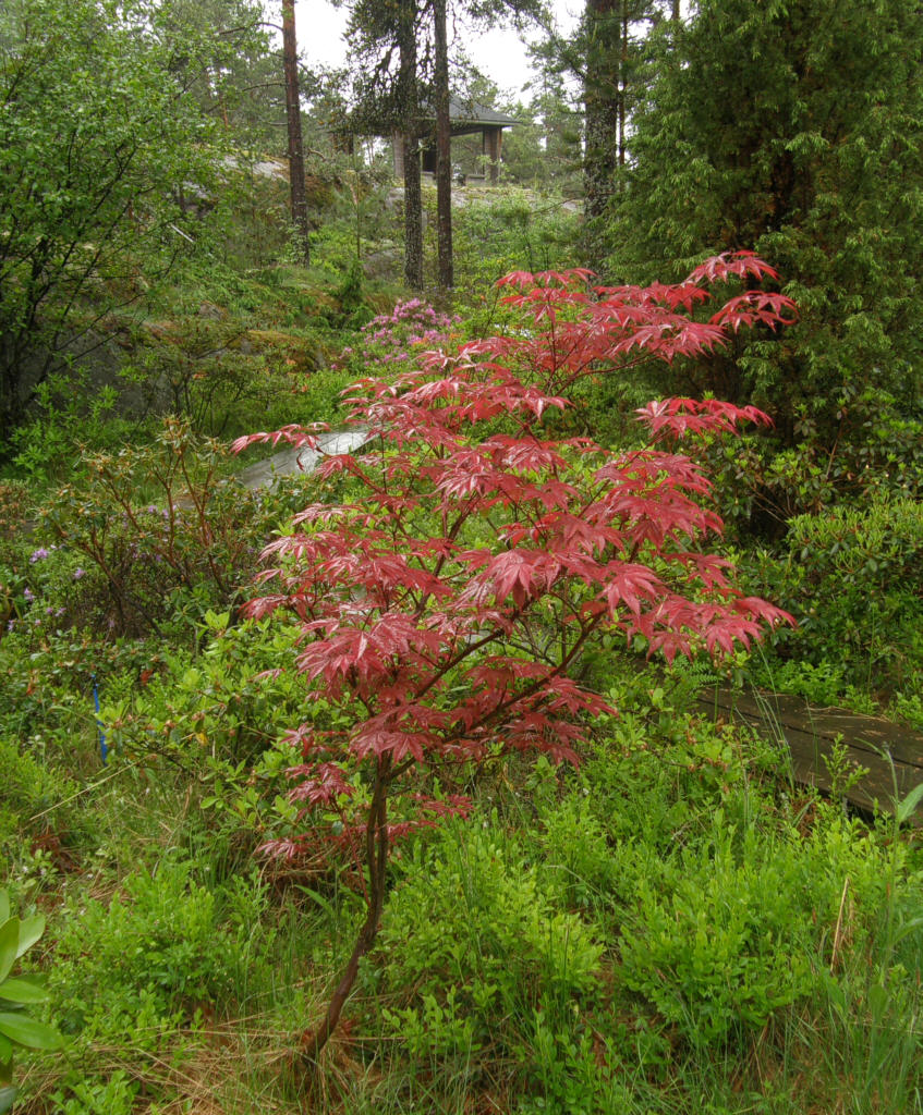 P6129955_Acer_palmatum_Atropurpurea.jpg -  Acer palmatum  'Atropurpurea'