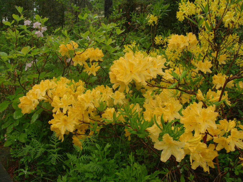 P6129961_molle_ssp_japonicum.jpg -  R. molle  ssp.  japonicum 