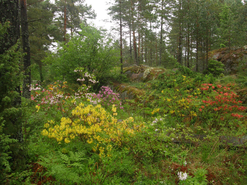 P6129963_azaleas.jpg - Azaleas / Atsaleat