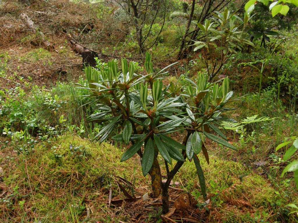 P6129987_R_alutaceum_var_iodes.jpg -  R. alutaceum  var.  iodes 
