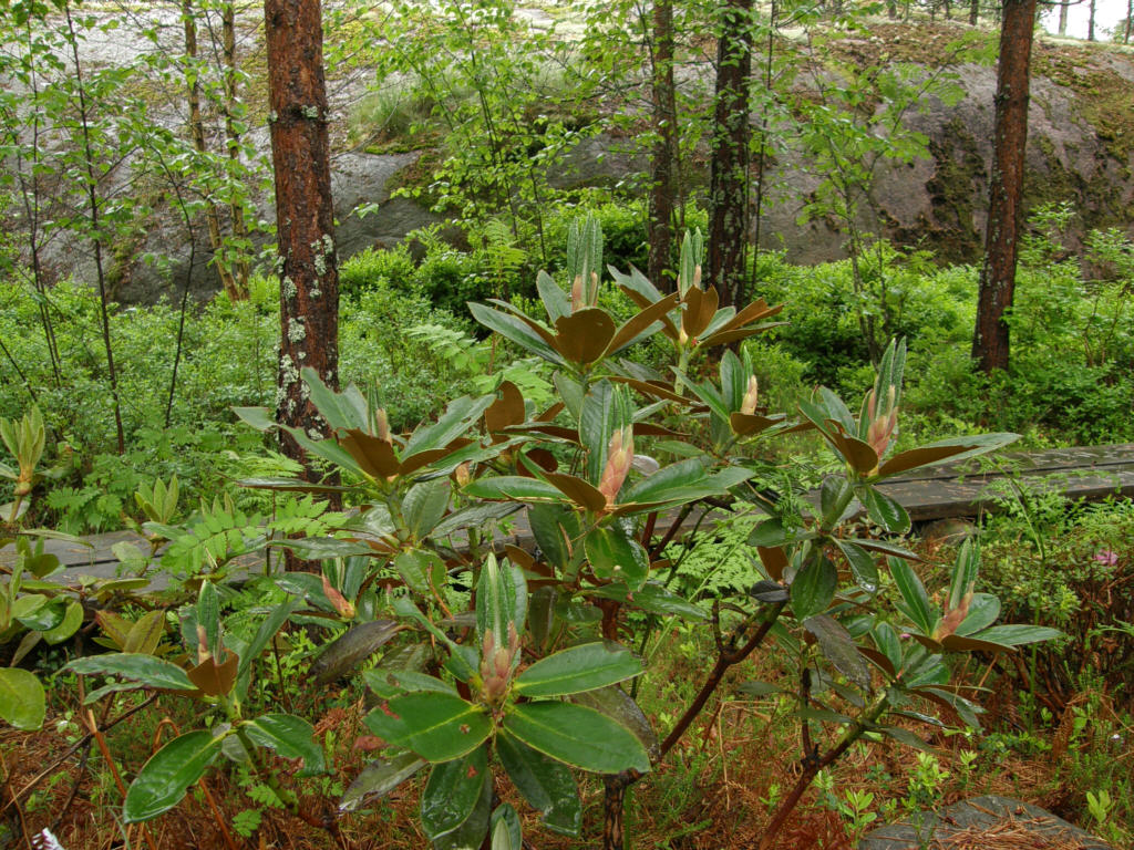 P6129988_sphaeroblastum.jpg -  R. sphaeroblastum 
