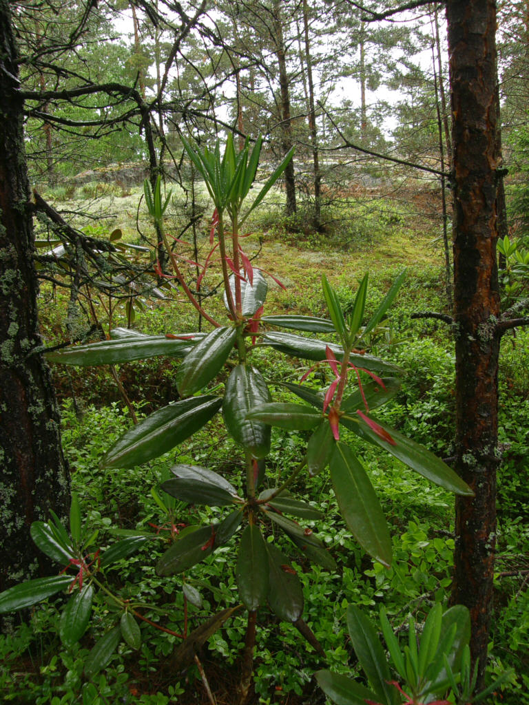 P6129996_vernicosum.jpg -  R. vernicosum 