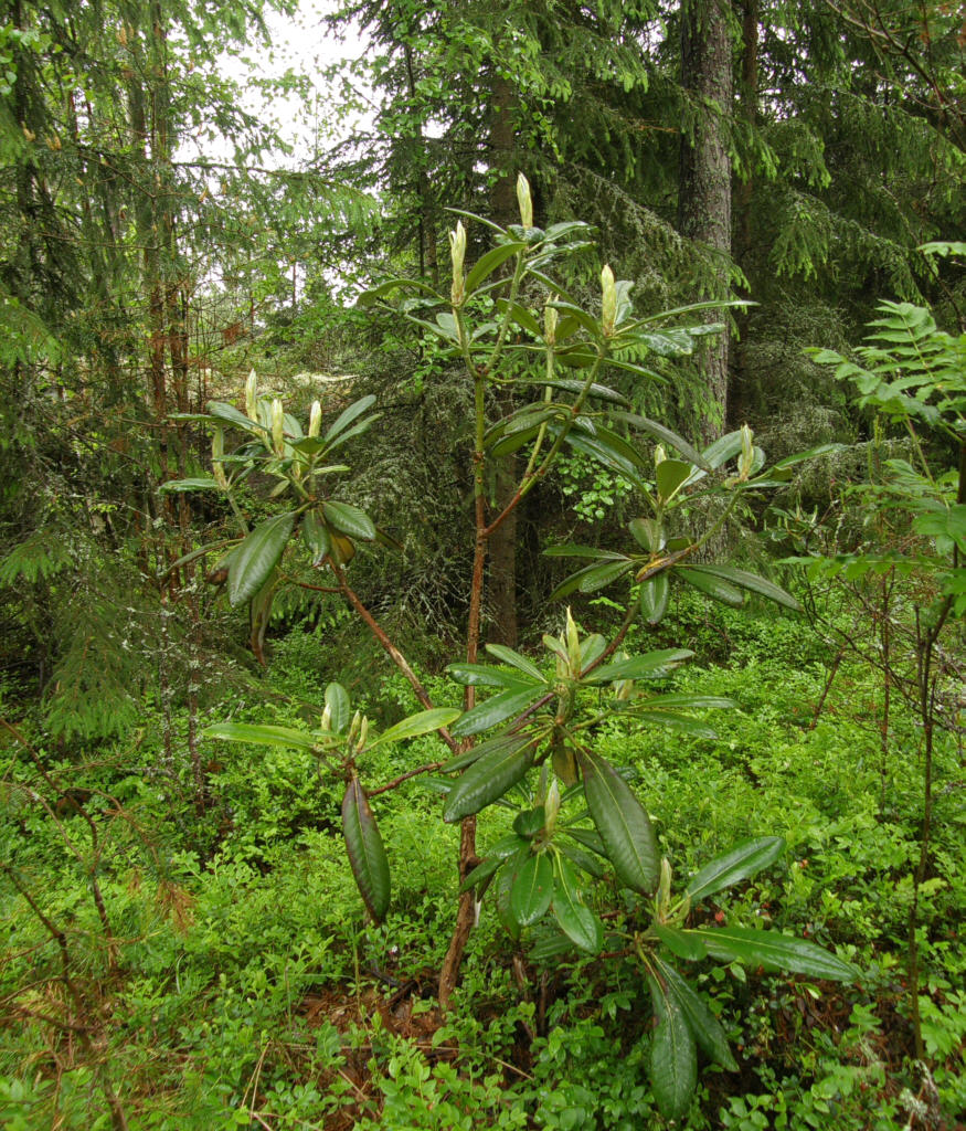P6129997_brachycarpum_ssp_tigerstedtii_x_rex.jpg -  R. brachycarpum  ssp.  tigerstedtii  x  rex  ( H: Kaarel Voitk)