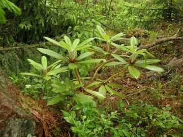 P6120001_monosematum_x_strigillosum