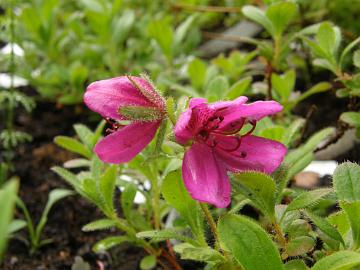 P6120026_camtschaticum