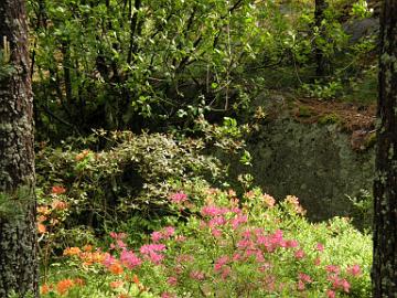 P6120040_azaleas