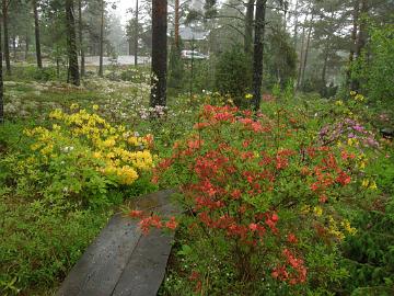 P6129910_atsaleat_kukkivat Azaleas along the wooden causeway Atsaleat pitkospuiden varrella