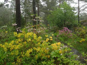 P6129911_luteum_japonicum_vaseyi_etc Rhododendron luteum , molle ssp. japonicum , vaseyi , ...