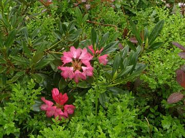 P6129938_Sneezy