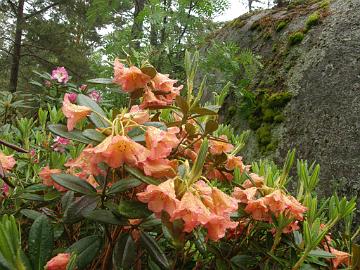 P6129953_dichroanthum_Bohmen