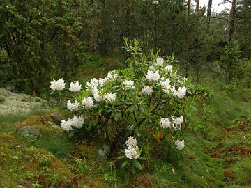 P6129954_PMA_Tigerstedt