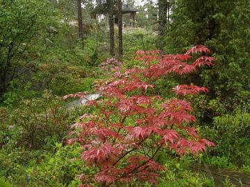 P6129955_Acer_palmatum_Atropurpurea