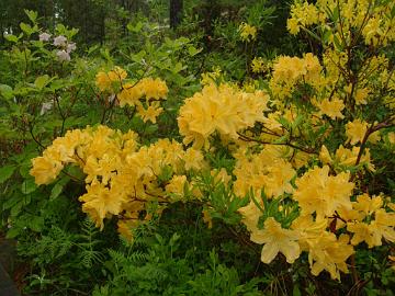 P6129961_molle_ssp_japonicum