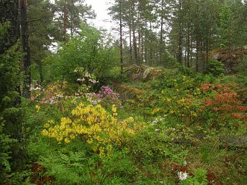 P6129963_azaleas