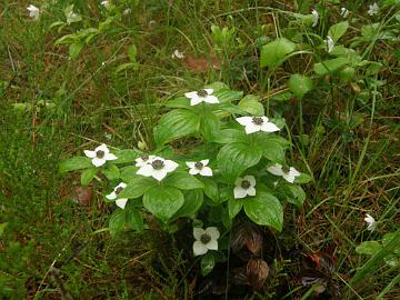 P6129967_Cornus_canadensis