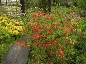 P6129970_Aamurusko