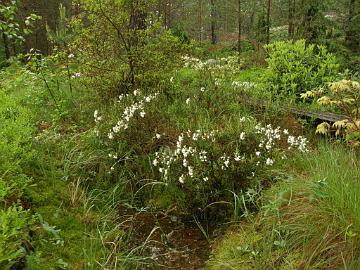P6129977_Rhododendron_tomentosum
