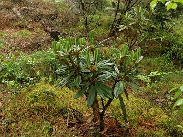 P6129987_R_alutaceum_var_iodes