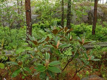 P6129988_sphaeroblastum
