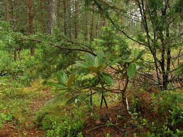 P6129989_watsonii