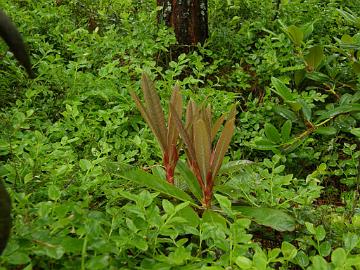 P6129994_calophytum