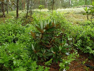 P6129995_alutaceum_var_russotinctum