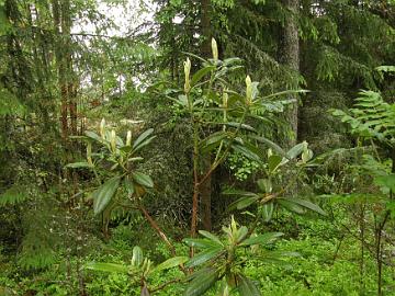 P6129997_brachycarpum_ssp_tigerstedtii_x_rex