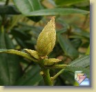 'Haaga' * 
  'Haaga' 
  
    
       
        Leaves and flower buds autumn 2008        
        
          
            Parentage:
              
            brachycarpum  ssp. tigerstedtii  x (catawbiense  hybrid 'Atrosanguineum' x arboreum  hybrid 'Doncaster') 'Dr. H. C. Dresselhuys'. 
              Evergreen and Deciduous Rhododendron Breeding Programmes, carried out by the University of Helsinki in collaboration with Arboretum Mustila 1973 - 2000. Programs were led by P.M.A. Tigerstedt. 
			  H: M. Uosukainen (1974), REG: Kemira Agro Oy (1994). 
          
          
            Habit:
            Roundish and dense. Height 1.4 m in 10 years.
          
          
            Flowers: 
            Fuchsine pink with dark red spots.
          
          
            Leaves: 
            Glabrous,  dark green.
          
          
            Hardiness: 
             -33°F, -36°C   
          
          
            Comments: 
          Reliable bloomer even after a hard winter.
          
      
        Pictures of flowers are on page 'Haaga'
        Lehtiä ja kukkanuppuja syksyllä 2008 
        
          
                  Perimä:
            brachycarpum  ssp. tigerstedtii  x (catawbiense  hybrid 'Atrosanguineum' x arboreum  hybrid 'Doncaster') 'Dr. H. C. Dresselhuys'. 
              Alppiruusujen ja atsaleojen jalostusohjelmat, Helsingin yliopisto yhteistyössä Mustilan Arboretumin kanssa 1973 - 2000. Ohjelmien johtajana toimi P.M.A. Tigerstedt.
              H: M. Uosukainen (1974), REG: Kemira Agro Oy (1994). 
          
          
                  Kasvutapa:
                  Pyöreä, säännöllisen muotoinen. Korkeus 1,4 m 10 vuodessa.
          
          
            Kukat: 
            Vaaleanpunaiset tummanpunaisilla pilkuilla. 
          
          
            Lehdet: 
            Sileät, tummanvihreät. 
          
          
            Kestävyys: 
            -36°C 
          
          
            Kommentit: 
          Kukkii hyvin kovankin talven jälkeen. 
          
      
        Kuvia kukinnasta on sivulla 'Haaga'
  
   * (4 Slides)