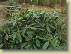 'Haaga': a moist and half shade place.
'Haaga': kostealla ja puolivarjoisella paikalla.