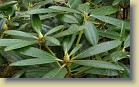 'Haaga': leaves and flower buds.
'Haaga': lehdet ja nuppuja.