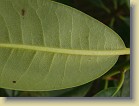 'Haaga': leaf underside, scattered brown indumentum.
'Haaga': lehden alapinta, harvaa ruskeaa karvoitusta.