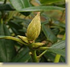 'Haaga': flower bud.
'Haaga': kukkanuppu.