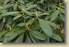 'Helsinki University': leaves and flower buds.
'Helsinki University': lehdet ja kukkanuppuja.