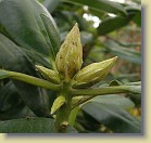 'Helsinki University': flower buds.
'Helsinki University': kukkanuppuja.