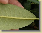 'Helsinki University': leaf underside, scattered brown indumentum.
'Helsinki University': lehden alapinta, harvaa ruskeaa karvoitusta.