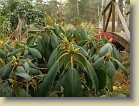 'Kristian's Pink': leaves and flower buds.
'Kristian's Pink': lehdet ja kukkanuppuja.