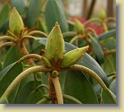 'Kristian's Pink': flower buds.
'Kristian's Pink': kukkanuppuja.