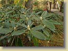 'Kullervo': leaves and flower buds.
'Kullervo': lehdet ja kukkanuppuja.