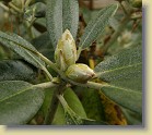 'Kullervo': flower buds.
'Kullervo': kukkanuppuja.