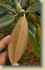 'Kullervo': leaf underside and flower buds.
'Kullervo': lehden alapinta ja kukkanuppuja.