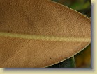 'Kullervo': leaf underside, thick brown indumentum.
'Kullervo': lehden alapinta, paksua ruskeaa karvoitusta.