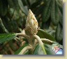 'Mikkeli' * 
  'St. Michel'  / 'Mikkeli'
  
    
       
        Leaves and flower buds autumn 2008
        
          
            Parentage:
              
                         brachycarpum  ssp. tigerstedtii  x smirnowii. 
              Evergreen and Deciduous Rhododendron Breeding Programmes, carried out by the University of Helsinki in collaboration with Arboretum Mustila 1973 - 2000. Programs were led by P.M.A. Tigerstedt.
              H: M. Uosukainen (1974), REG: Kemira Agro Oy (1994). 
          
          
            Habit:
              Upright and well branching. Height 1.8 m in 10 years.
          
          
            Flowers: 
            Almost white with a light pink tone, greenish spots.
          
          
            Leaves: 
            Upper surface glabrous, dark green. Lower surface dense 

 
              yellowish   indumentum. New growth covered with white woolly tomentum. 
          
          
            Hardiness: 
                         -35°F, -37°C       
          
          
            Comments: 
           Excellent hardiness on a wonderful plant! Takes some years to bloom abundantly.
          
      
        Pictures of flowers are on page 'Mikkeli'
        Lehtiä ja kukkanuppuja syksyllä 2008
        
          
                  Perimä:
                        brachycarpum  ssp. tigerstedtii  x smirnowii. 
              Alppiruusujen ja atsaleojen jalostusohjelmat, Helsingin yliopisto yhteistyössä Mustilan Arboretumin kanssa 1973 - 2000. Ohjelmien johtajana toimi P.M.A. Tigerstedt.
              H: M. Uosukainen (1974), REG: Kemira Agro Oy (1994). 
          
          
                  Kasvutapa:
                  Pystykasvuinen, hyvin haarova. Korkeus 1,8 m 10 vuodessa.
          
          
            Kukat: 
             Lähes valkeat vaaleanpunaisella sävyllä, vihertävät pilkut.
          
          
            Lehdet: 
            Yläpinta sileä, tummanvihreä. Alapinnalla tiheä vaalean kellertävä karvoitus (indumentum). Uudet versot kauniin valkoisen karvoituksen (tomentum) peittämät. 
          
          
            Kestävyys: 
             -37°C
          
          
            Kommentit: 
          Erinomainen kestävyys komeassa alppiruusussa! Kestää joitakin vuosia kukkiakseen runsaasti.
          
      
        Kuvia kukinnasta on sivulla 'Mikkeli'
  
   * (5 Slides)